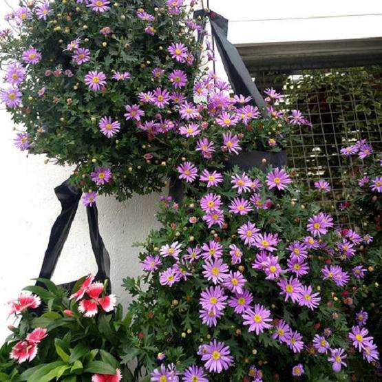 适合进行生产的盆栽小菊需要具备4个特点