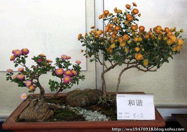 适合进行生产的盆栽小菊需要具备4个特点