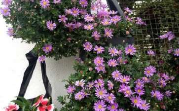 适合进行生产的盆栽小菊需要具备4个特点