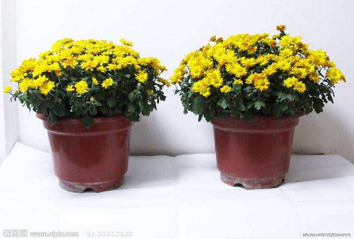 外植体的选择对盆栽小菊离体培养的影响