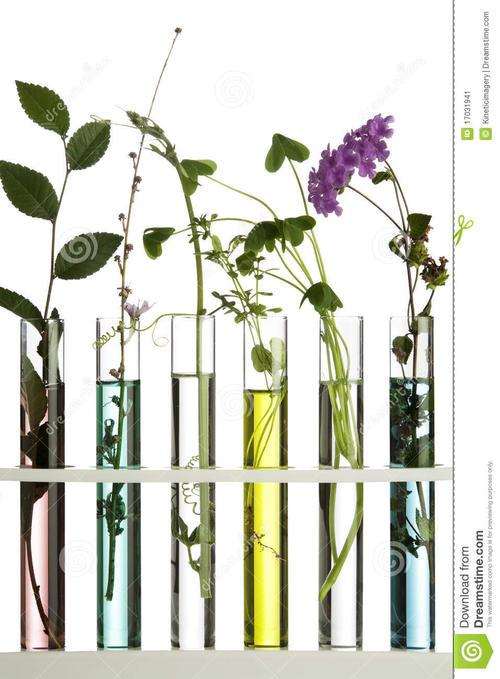 花卉怎么试管开花中的3个影响因素