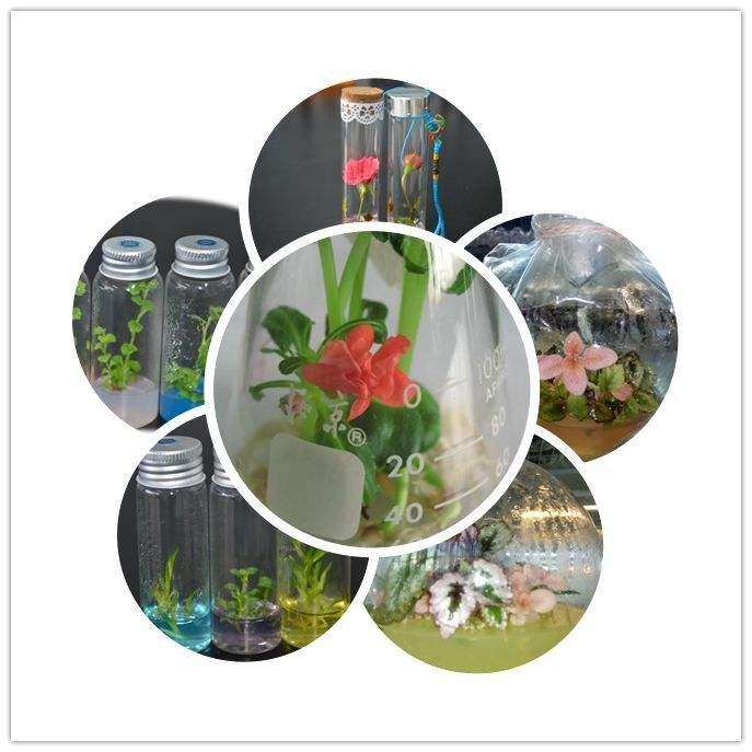 花卉怎么试管开花中的3个影响因素