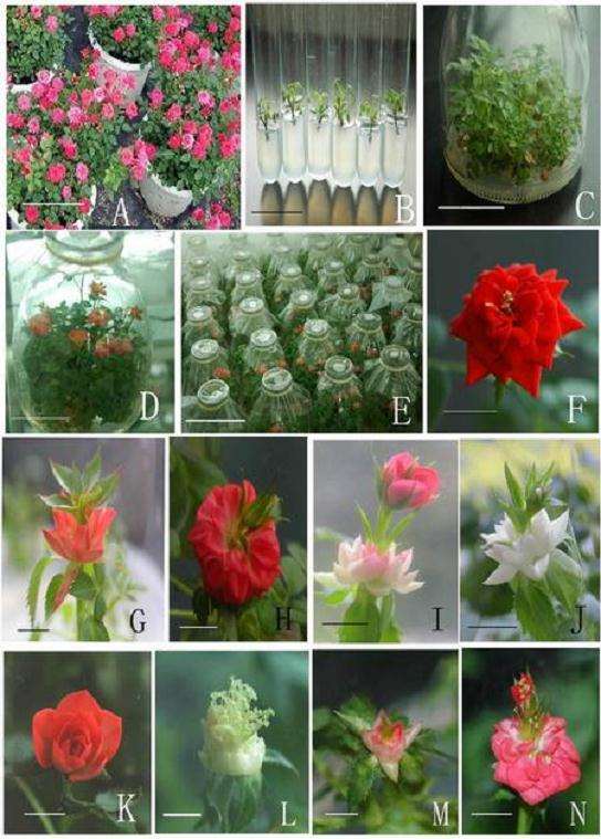 花卉怎么试管开花中的3个影响因素