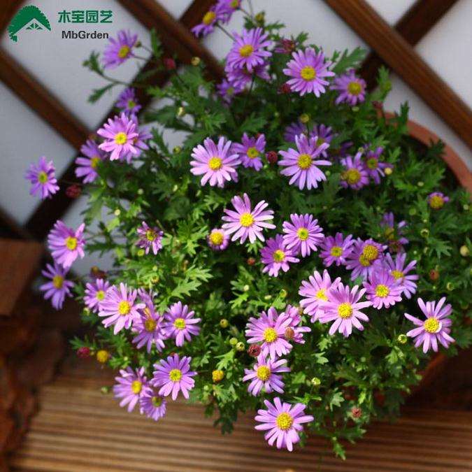 试验盆栽小菊的2个目的与意义