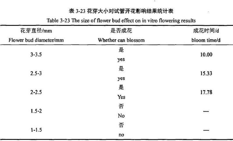 盆栽小菊试管开花亚牛