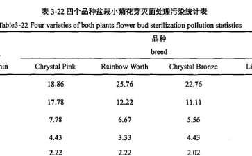 盆栽小菊试管开花亚牛