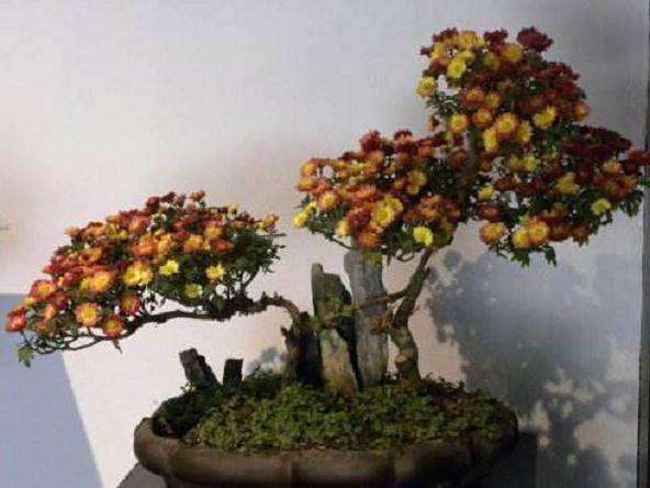 四个品种盆栽小菊组培体系的建立