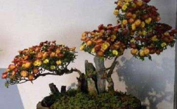 四个品种盆栽小菊组培体系的建立