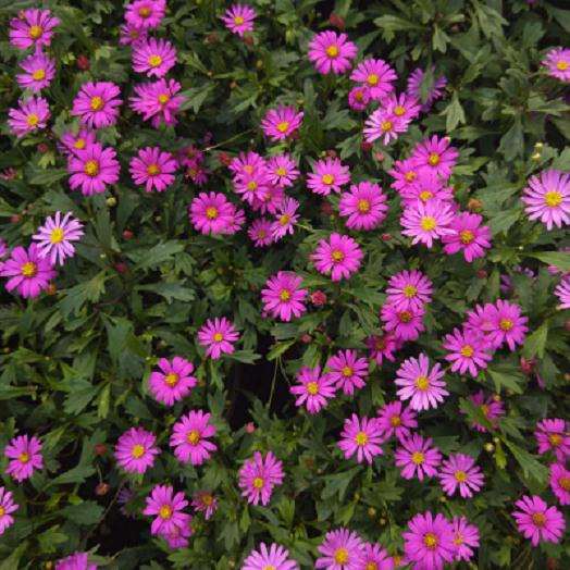 盆栽小菊怎么试管开花的方法