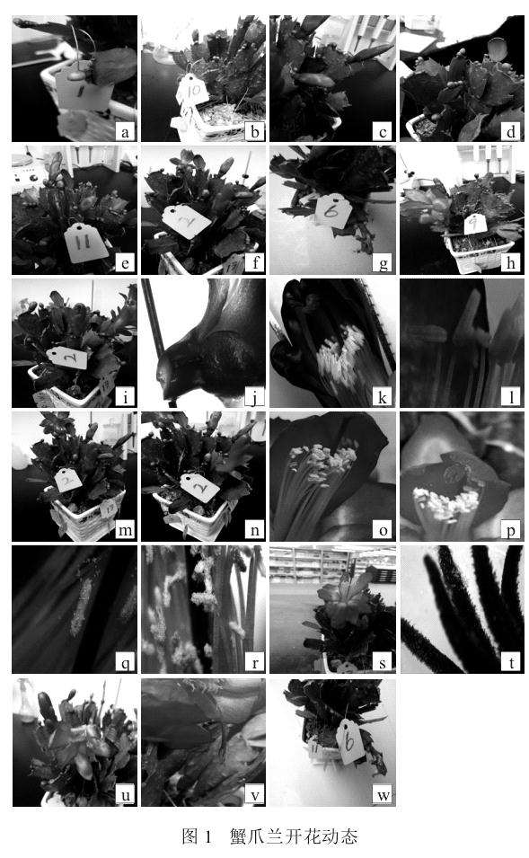 盆栽蟹爪兰秋冬季开花动态研究