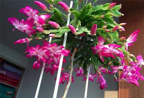 盆栽蟹爪兰秋冬季开花动态研究