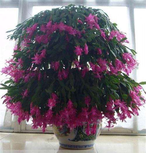 盆栽蟹爪兰秋冬季开花动态研究