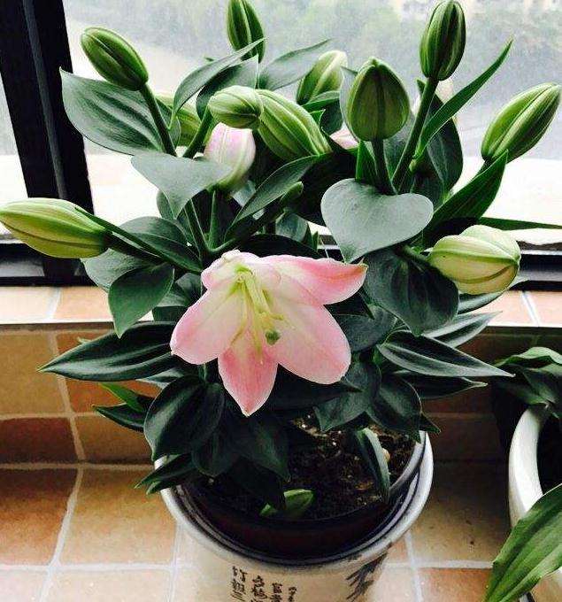 盆栽亚洲百合花器官数量变异研究