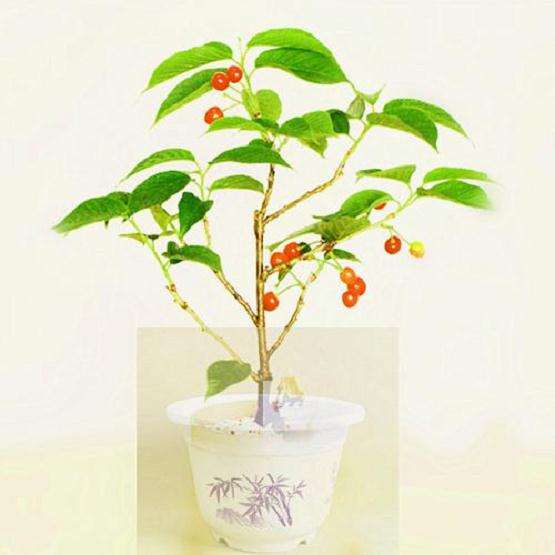 盆栽樱桃番茄怎么种植