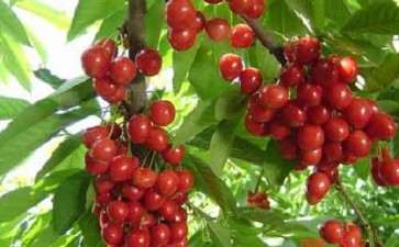 盆栽樱桃番茄怎么种植的3个技术