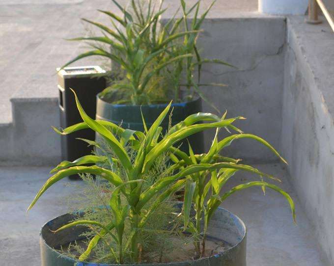 盆栽玉米种植技术及景观应用