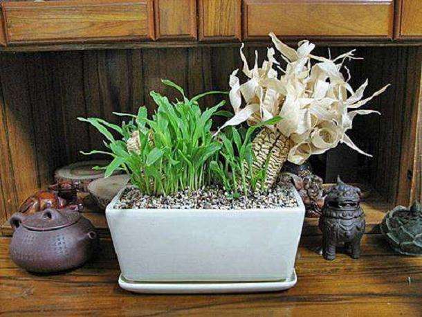 盆栽玉米种植技术及景观应用