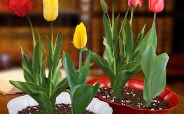 盆栽郁金香怎么养植的6个方法