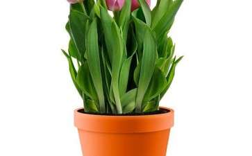 盆栽郁金香怎么防止倒伏的5个方法