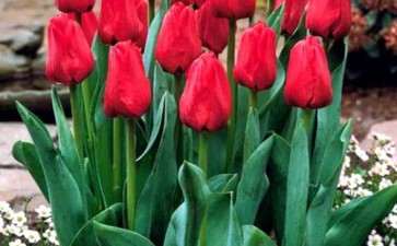 郁金香盆栽怎么栽培的5个方法