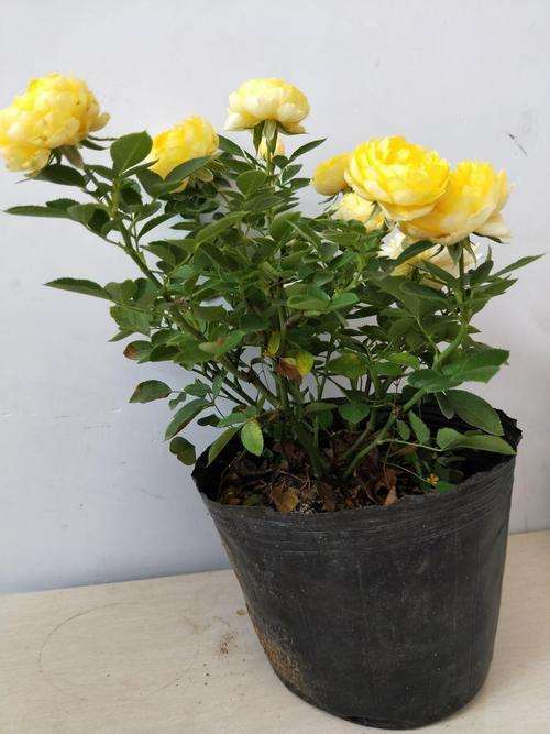 盆栽月季怎么养护管理的5个方法