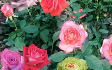 盆栽月季怎么养护管理的5个方法