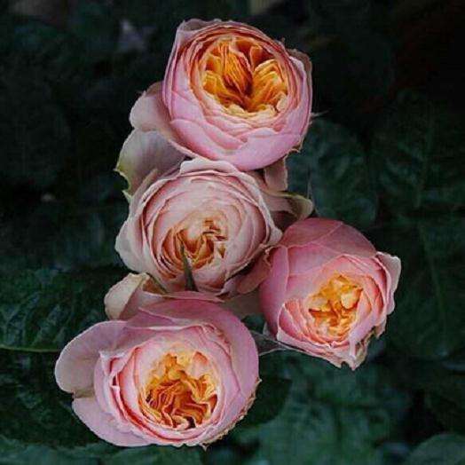 月季盆栽怎么扦插繁殖的2个方法