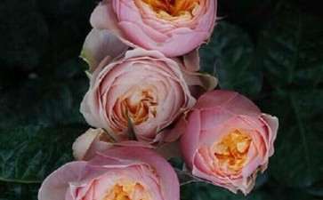 月季盆栽怎么扦插繁殖的2个方法