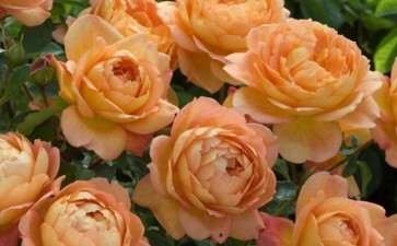 盆栽月季对生长环境的3个要求