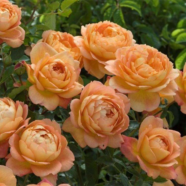 月季盆栽怎么扦插的6个技术