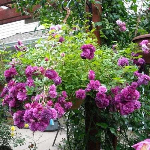 月季怎么盆栽的10个技术