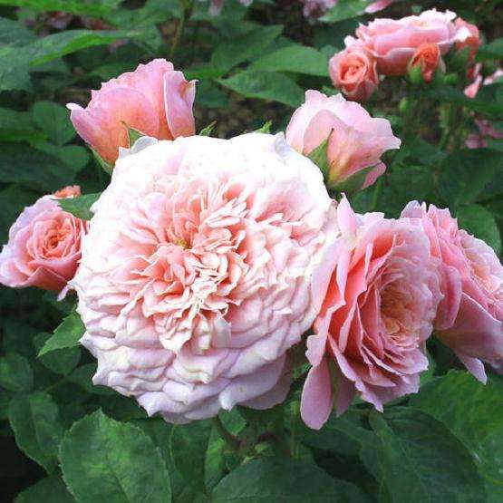 月季怎么盆栽的10个技术