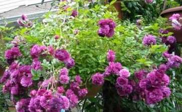 月季怎么盆栽的10个技术