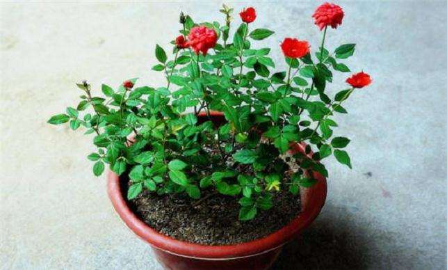 月季盆栽生长期怎么扦插的2个方法