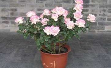 月季盆栽怎么养护与管理的5个方法