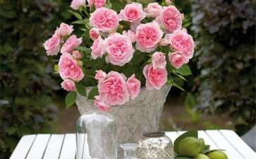 月季盆栽怎么整形修剪的2个方法