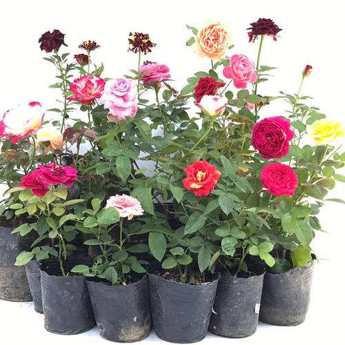 盆栽月季花不同时节修剪要点