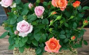 盆栽月季花后怎么复壮的3个试验