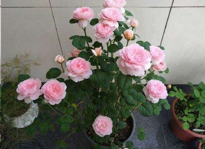 2020年太原将种植月季花