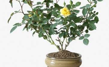 盆栽月季砧木和接穗怎么准备的方法