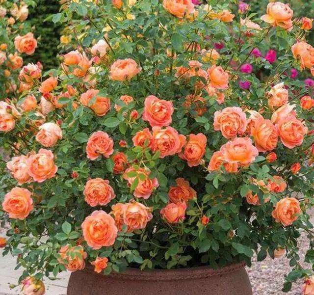 月季盆栽怎么栽培的4个技术