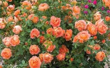 月季盆栽怎么栽培的4个技术