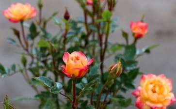 月季盆栽怎么病虫害防治的3个