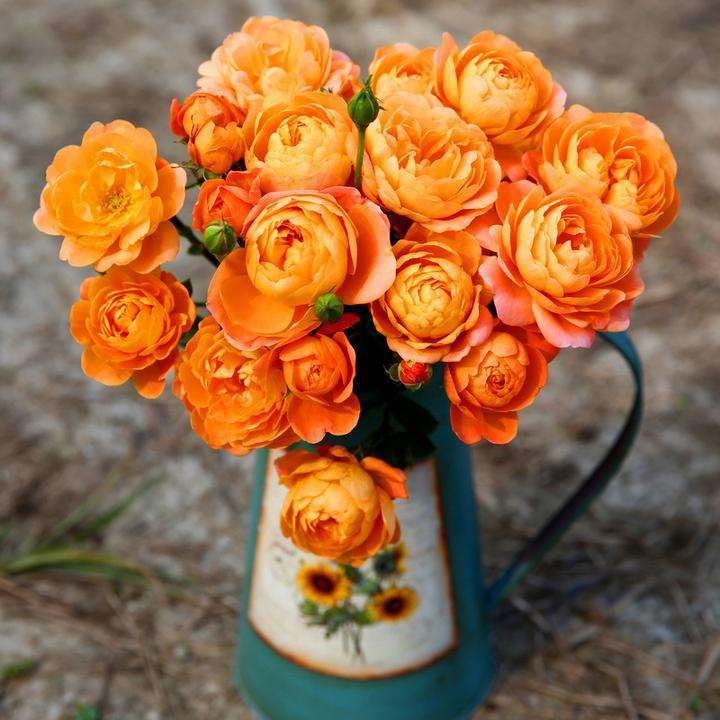 盆栽月季怎么品种选择的4个方法