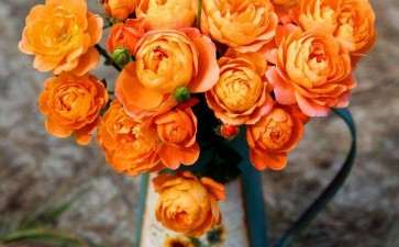 盆栽月季怎么品种选择的4个方法