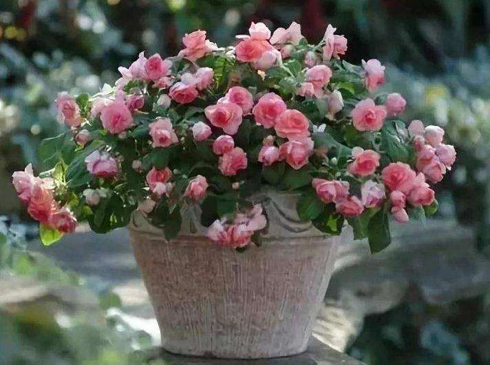 盆栽月季怎么养护管理的3个方法