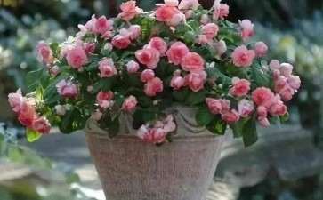 盆栽月季怎么养护管理的3个方法