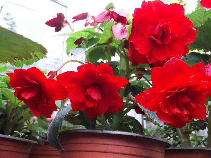 月季盆栽怎么越夏管理的2个方法