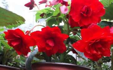 月季盆栽怎么越夏管理的2个方法