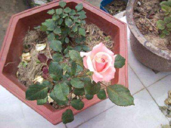 月季盆栽怎么修剪摘蕾的3个方法